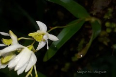 Dendrobium nanum